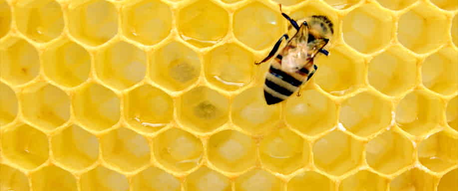 ¿La energía solar puede salvar a las abejas?
